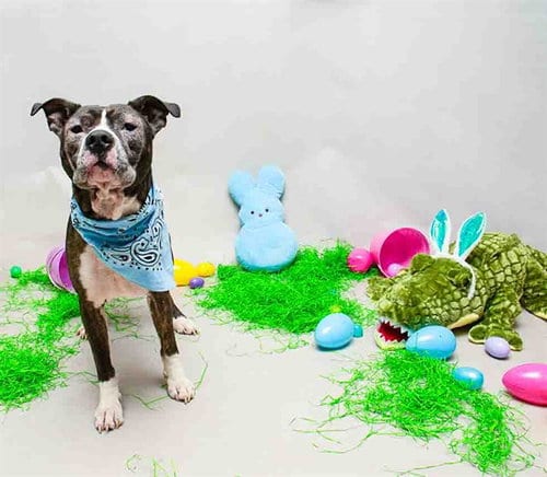 Photo of Oscar, adoptable Terrier in Sanford, Florida