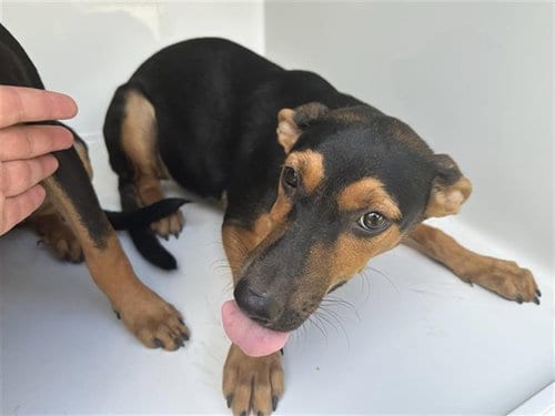 Photo of A661596, adoptable Miniature Pinscher in Houston, Texas