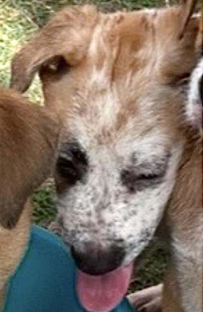 Photo of A661509, adoptable Australian Cattle Dog/Blue Heeler in Houston, Texas