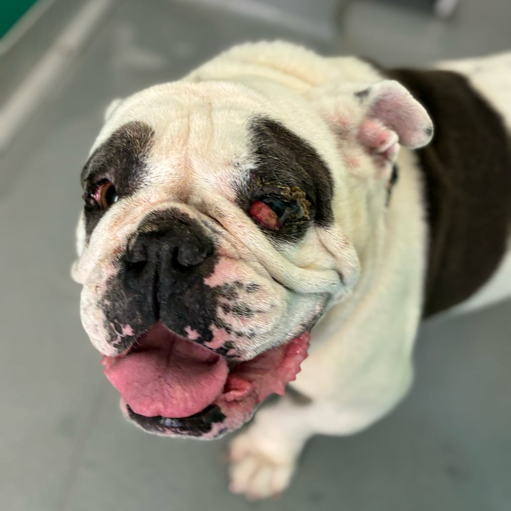 Photo of Zelda, adoptable Bulldog, English in California, California