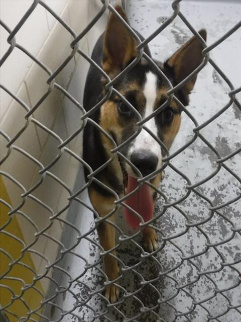 Photo of Vera, adoptable German Shepherd Dog in Anchorage, Alaska