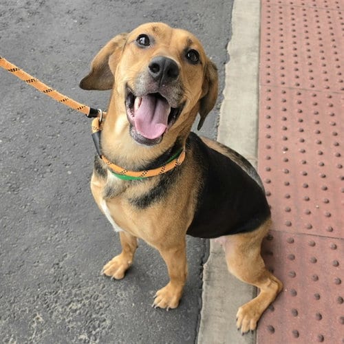 Photo of Athena, adoptable Black and Tan Coonhound in Mesa, Arizona