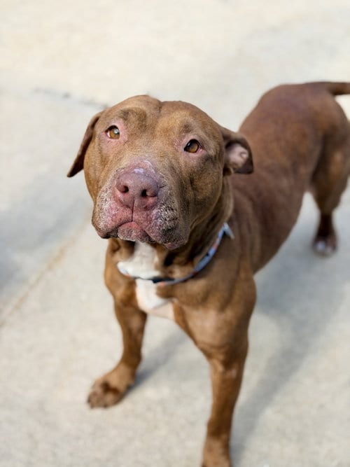 Photo of Lilly, adoptable Pit Bull Terrier in Manahawkin, New Jersey