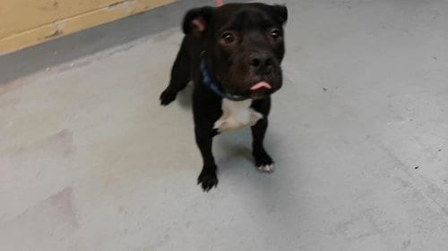 Photo of Victor, adoptable Pit Bull Terrier in Tulsa, Oklahoma