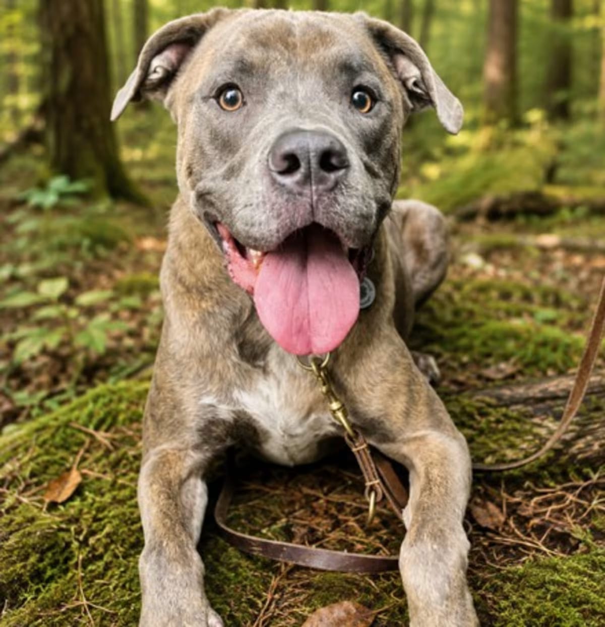 Photo of Tiger, adoptable Hound (Unknown Type)/Mixed Breed (Large) in Palm Harbor, Florida