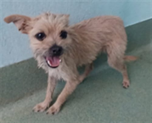 Photo of Boo, adoptable Chihuahua in Baldwin Park, California