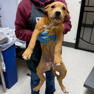 Photo of Hot Honey, adoptable Pit Bull Terrier in Oakland, California