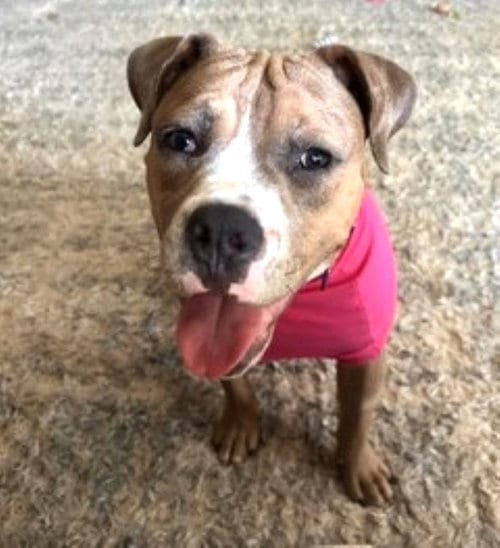 Photo of Winnie, adoptable Boxer in Germanton, Tennessee