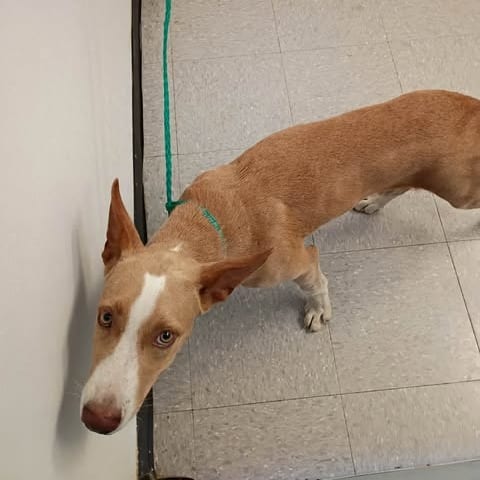 Photo of Owel 26-08-099, adoptable Terrier, Pit Bull / Husky in Bastrop, Texas