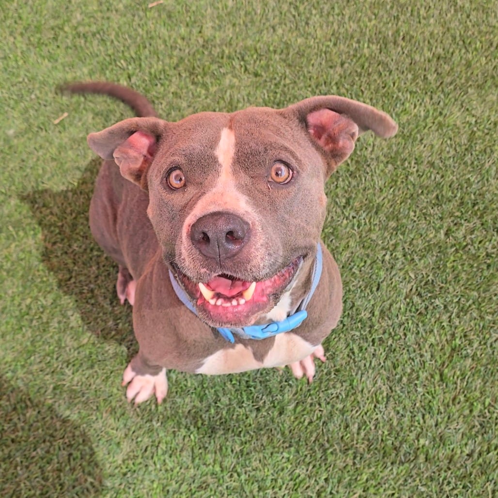 Photo of Cleo, adoptable Terrier, American Staffordshire / Mix in San Antonio, Texas