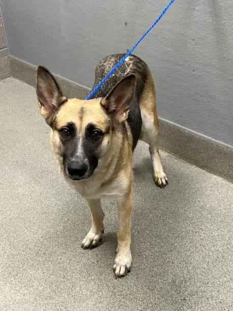 Photo of Daysi, adoptable German Shepherd Dog in Las Vegas, Nevada