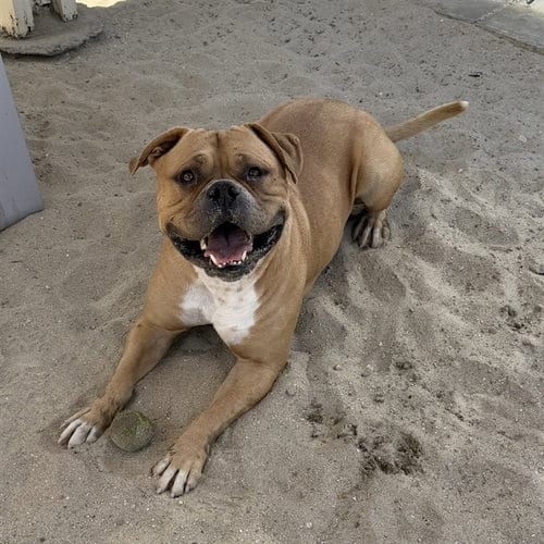 Photo of Brownie, adoptable Mastiff in Thousand Palms, California
