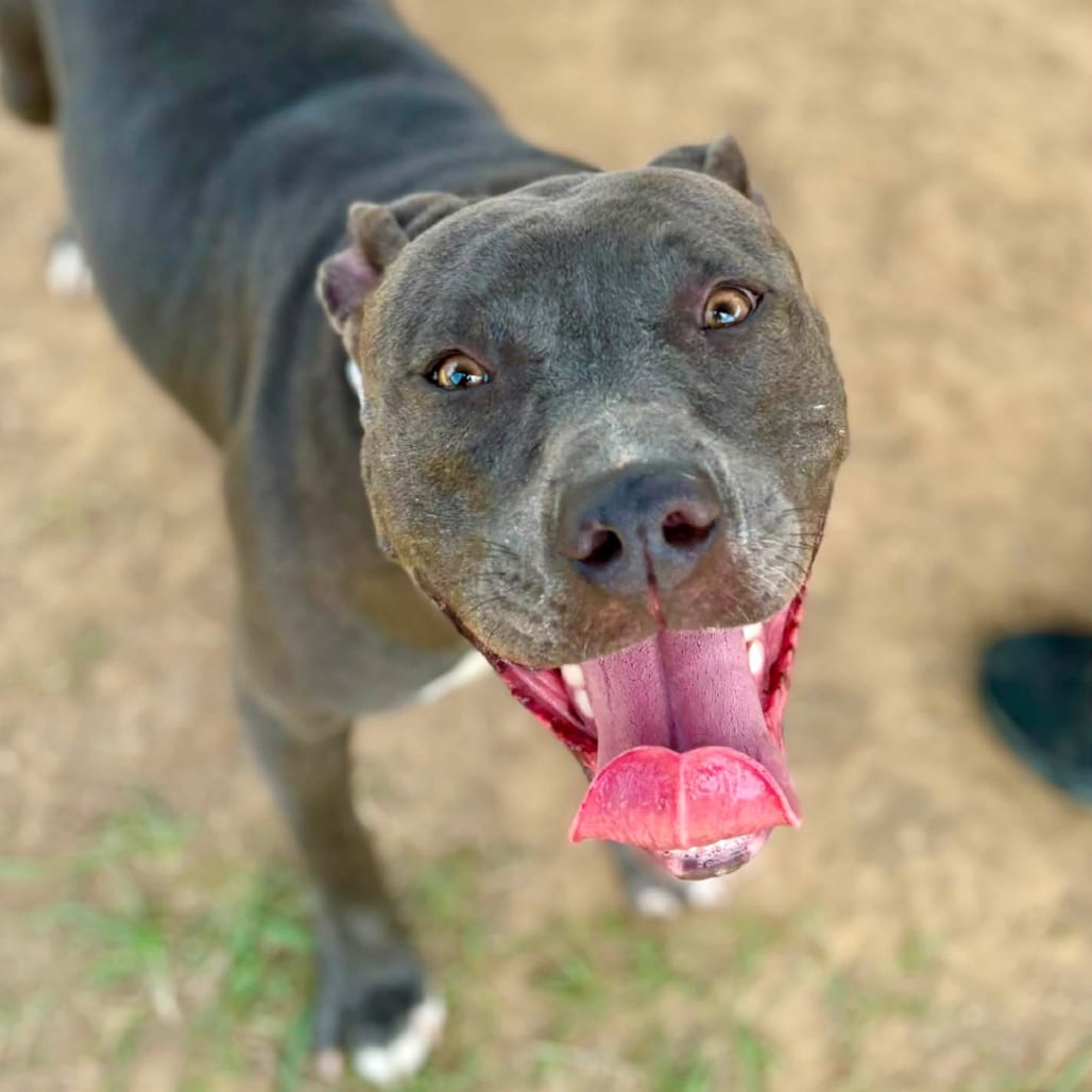 Photo of Blue, adoptable Terrier / Mix in Marshall, Texas