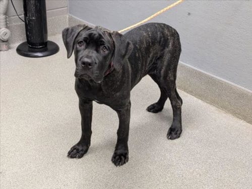 Photo of Honey Bear, adoptable Cane Corso Mastiff in Las Vegas, Nevada