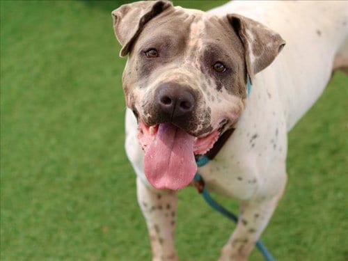Photo of Milo, adoptable Pit Bull Terrier in Los Angeles, California