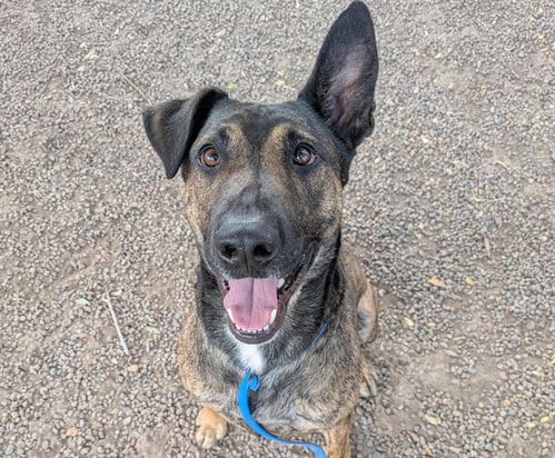 Photo of Fozzy, adoptable Dutch Shepherd in Phoenix, Arizona