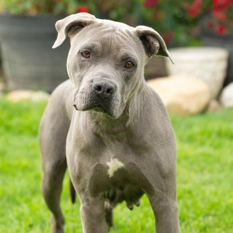 Photo of Freya, adoptable Pit Bull Terrier in Camarillo, California
