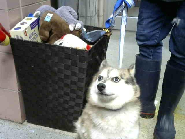 Photo of Storm, adoptable Pomeranian and Siberian Husky in Chicago Ridge, Illinois