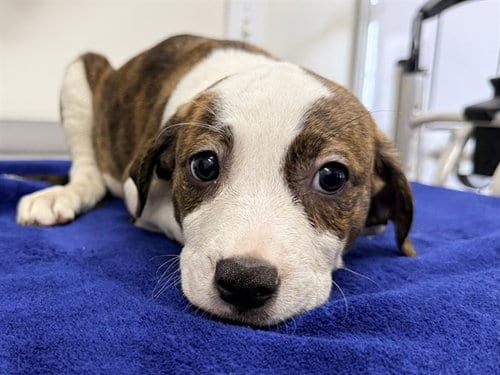 Photo of Charli, adoptable Labrador Retriever in San Clemente, California
