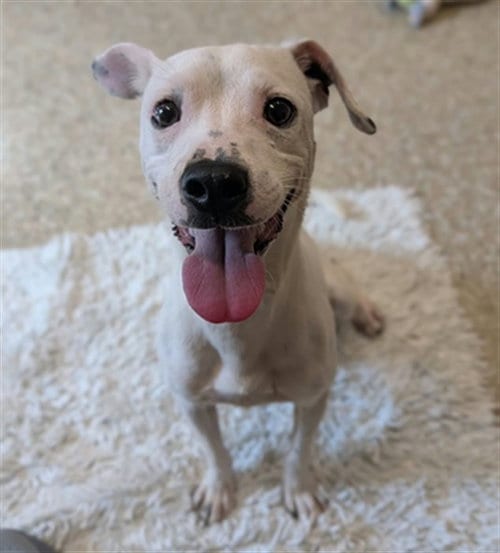 Photo of Casper, adoptable Jack Russell Terrier (Parson Russell Terrier) in Clyde, North Carolina