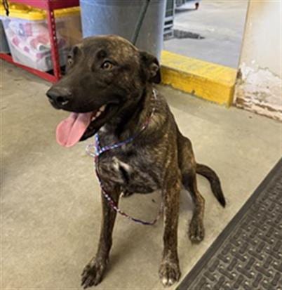 Photo of Carimelo, adoptable Dutch Shepherd in Camarillo, California