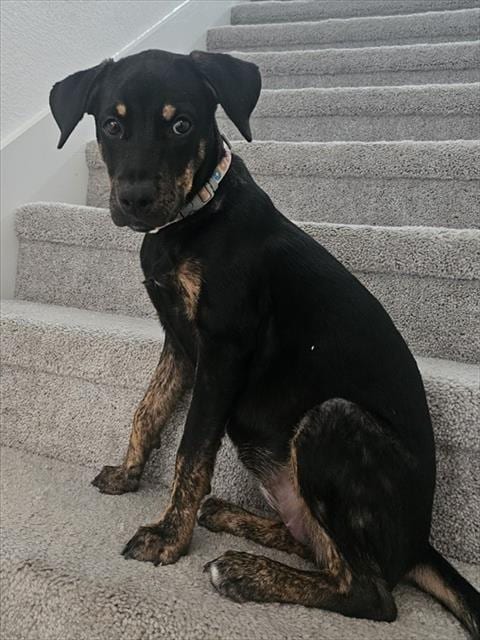 Photo of Daphne, adoptable Rottweiler in Houston, Texas
