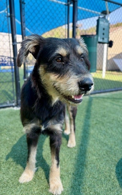 Photo of Orion, adoptable Mixed Breed