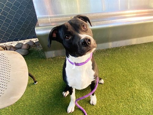 Photo of Chopper, adoptable American Pit Bull Terrier in Phoenix, Arizona