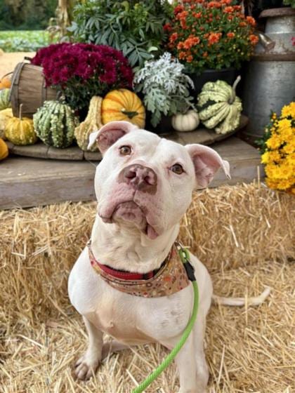 Photo of Zeus, adoptable Terrier, American Pit Bull/Mix in Auburn, Washington