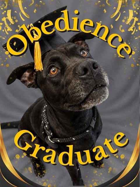 Photo of Nero, adoptable dog in Palmetto, Florida