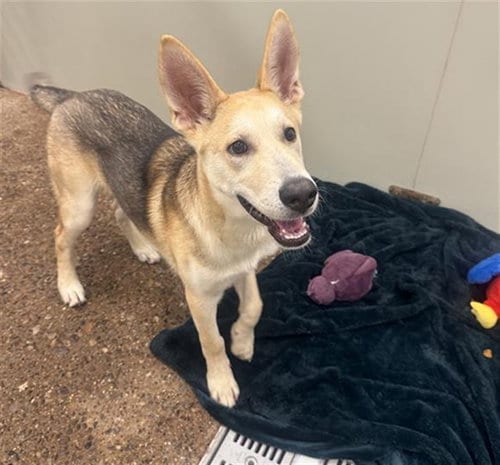 Photo of Saguaro, adoptable German Shepherd Dog in Phoenix, Arizona
