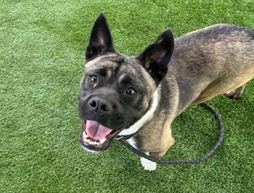 Photo of Fiona, adoptable Akita in Los Angeles, California