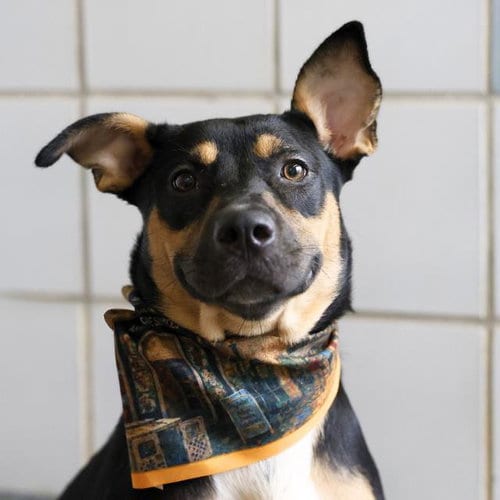 Photo of Queenie, adoptable Rottweiler in San Antonio, Texas