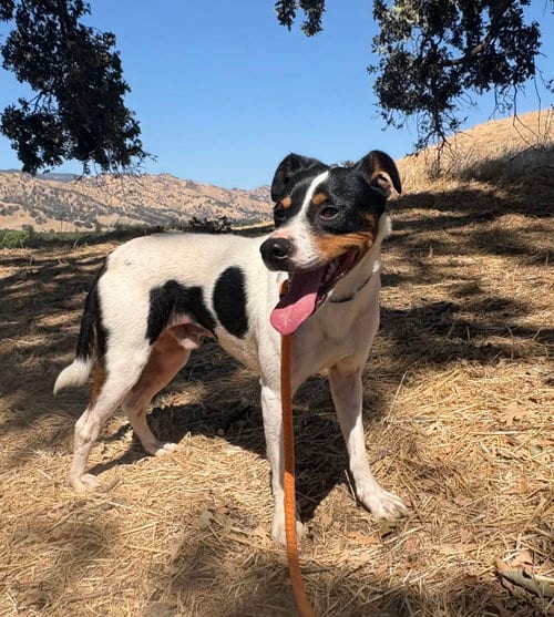 Photo of Hunter Green, adoptable Jack Russell Terrier in Pittsburg, California