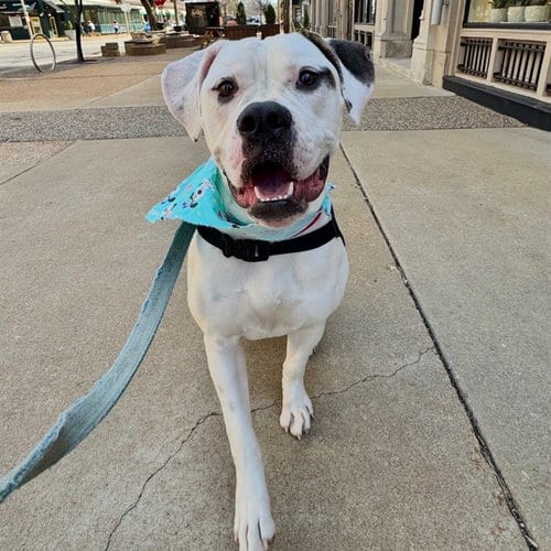 Photo of Biscuit, adoptable American Bulldog in Maryland, Missouri