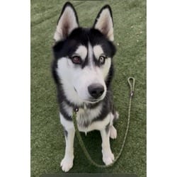 Photo of Astro, adoptable Husky in Chatsworth, California