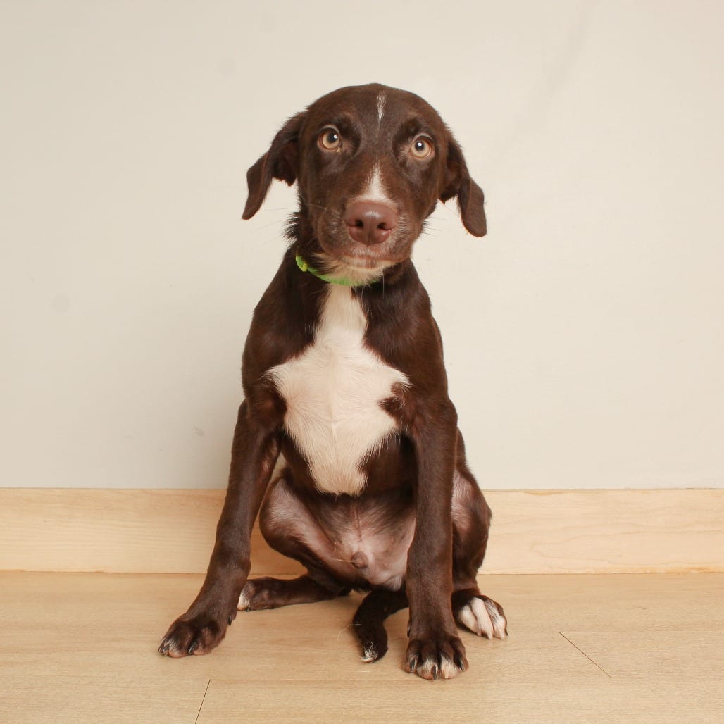 Photo of Bubbles D71310, adoptable Catahoula Leopard Dog / Collie, Border in Minnesota, Minnesota