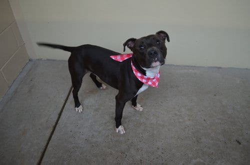 Photo of Blown Fuse, adoptable American Pit Bull Terrier in McKinney, Texas
