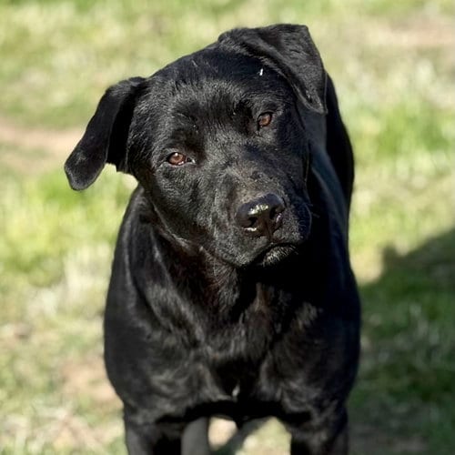 Photo of Shiloh, adoptable Labrador Retriever in Yreka, California