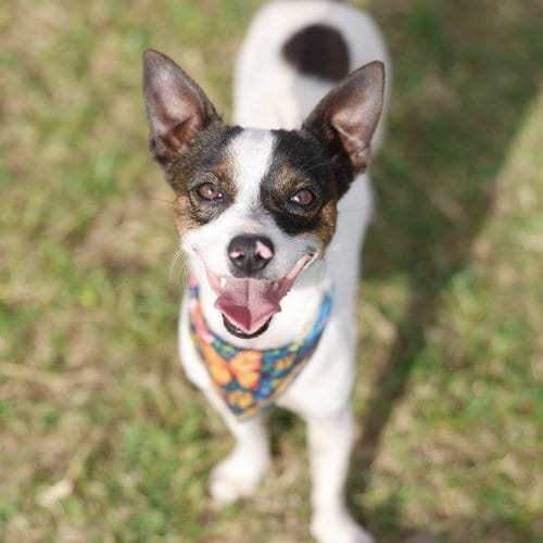 Photo of Broski, adoptable Chihuahua in San Antonio, Texas