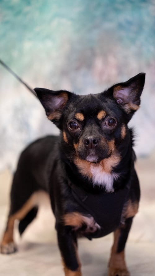 Photo of Oakley, adoptable Rat Terrier in Pottstown, Pennsylvania