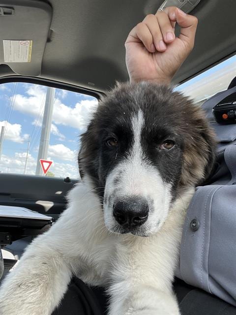 Photo of Jared, adoptable Great Pyrenees in Grand Prairie, Texas