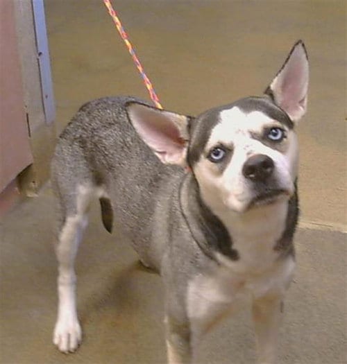 Photo of Abigail, adoptable Siberian Husky in Sacramento, California