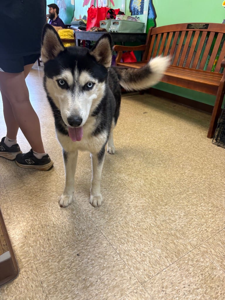 Photo of Jax, adoptable Husky in Nacogdoches, Texas