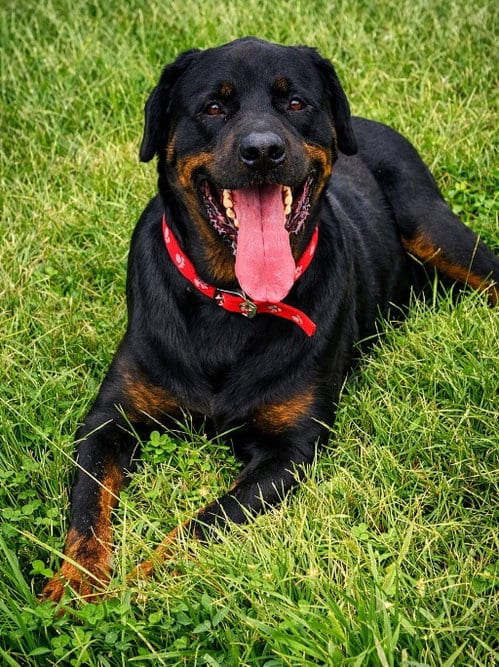 Photo of Duncan, adoptable Rottweiler in Raytown, Missouri