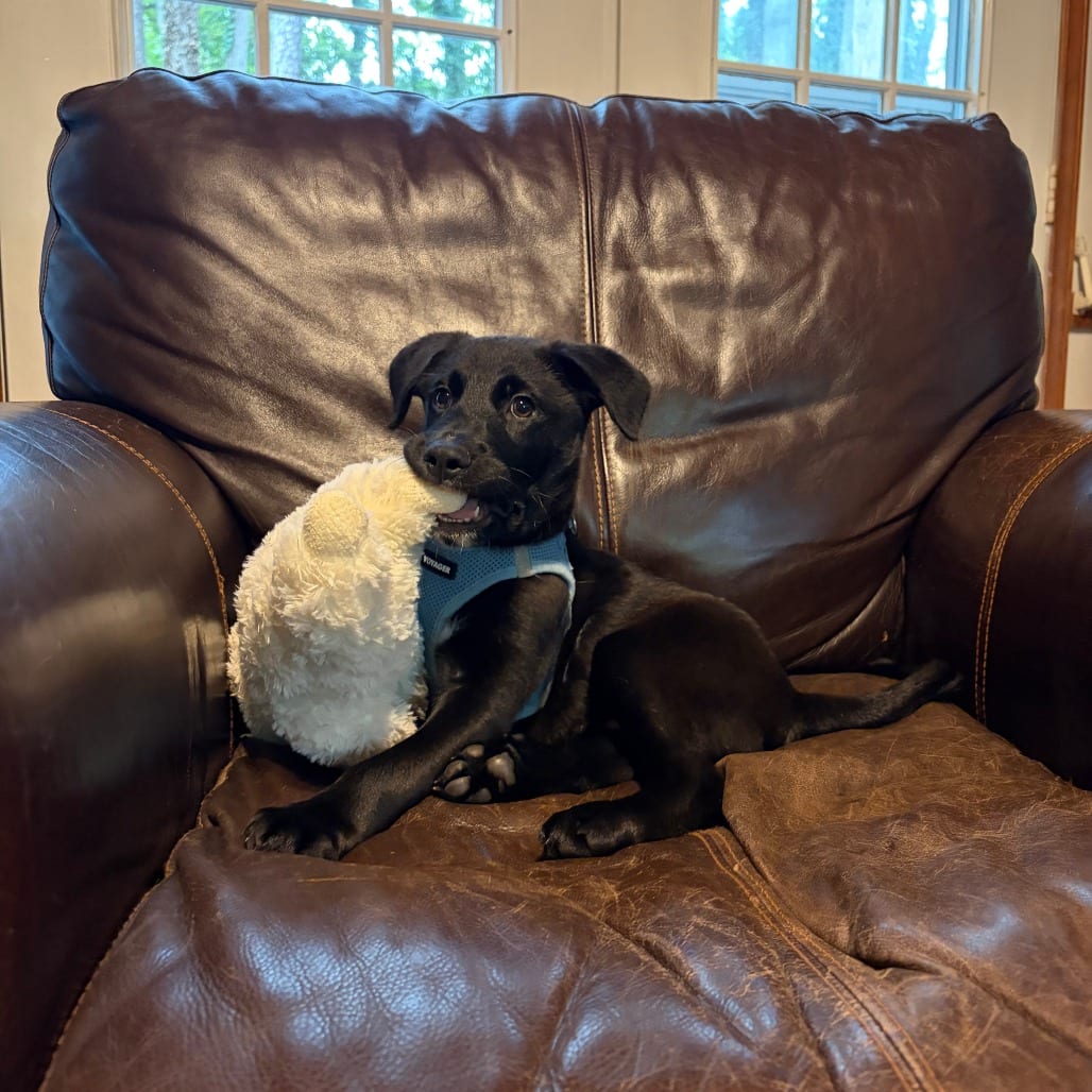Photo of Licorice, adoptable Retriever, Black Labrador in Raleigh area, North Carolina