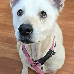 Photo of Britney, adoptable Australian Cattle Dog Shepherd (Unknown Type) in Richmond, Indiana