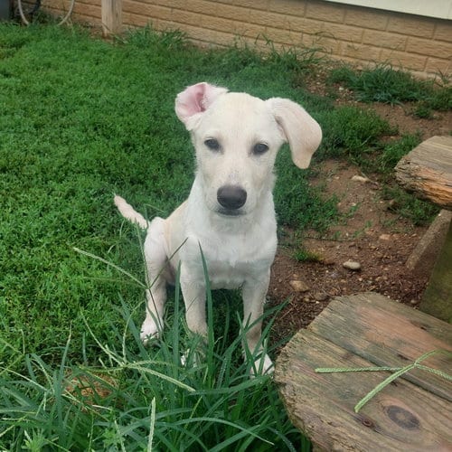 Photo of Abigail, adoptable Yellow Labrador Retriever in Coldwater, Michigan