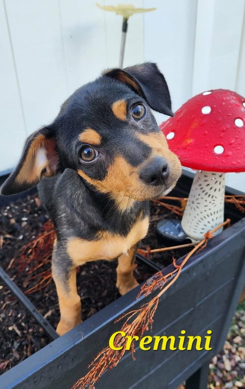 Photo of Cremini, adoptable Miniature Pinscher in Sandy, Utah