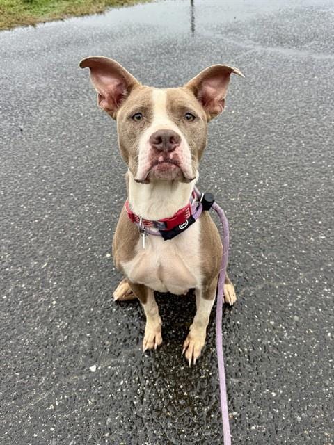 Photo of Skylar, adoptable Pit Bull Terrier in Forestville, Maryland